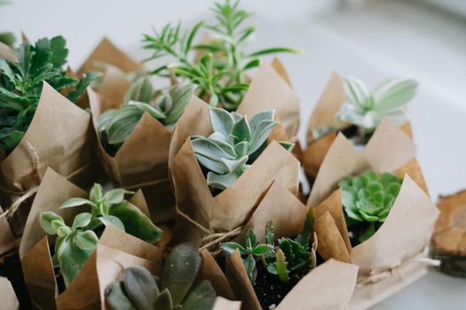 Indoor plant store. A large set of indoor small plants. Flower shop. Succulents in an eco paper bag. Eco friendly reusable eco bag and succulents. Houseplants.