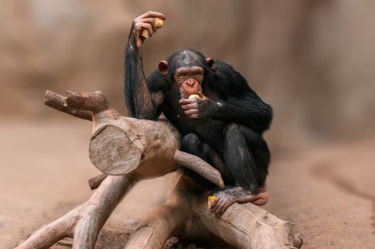 a sitting west african chimpanzee relaxes