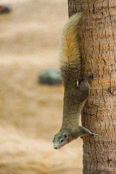 Cute squirrel of Pattaya Beach (Thailand). Shooting Location: Kingdom of Thailand