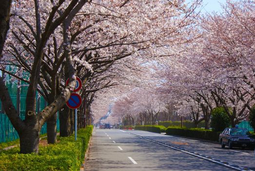 Trees of cherry blossoms. Shooting Location: Tokyo Chofu City