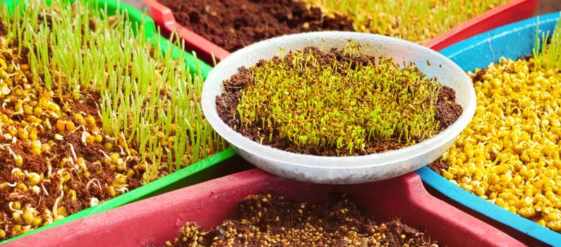 Fresh micro green organic young plant seedling growth seed sprouting vegan diet. Home growing micro green sprout salad. Containers with microgreens. Indoor garden plant sprouting organic greens seed