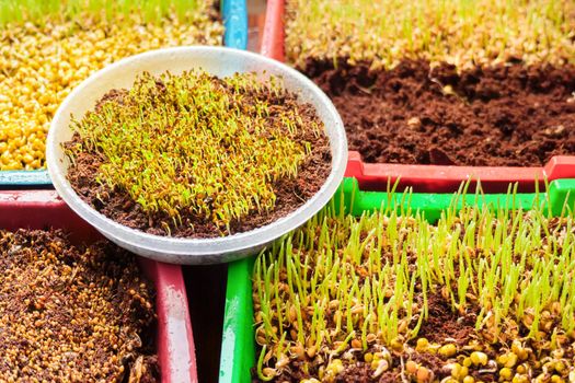 Containers with microgreens. Home growing micro green sprout salad. Young plant sprouting organic greens on windowsill herbs. Fresh micro green organic plant seedling growth seed sprouting vegan diet