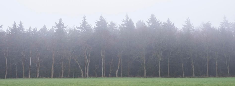 bare winter trees in mist with dark forest in the background give eerie atmosphere