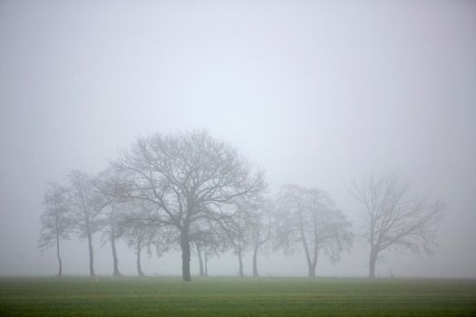 silhouettes of bare winter trees in mist and green meadows in dutch province of utrecht in holland