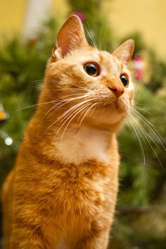 Happy Ginger cat sits on plaid under Christmas tree with festive decorations on New Year's Eve. A pet enjoys under pine tree at home on bedspread in the evening. Seasonal Christmas coziness with cat.