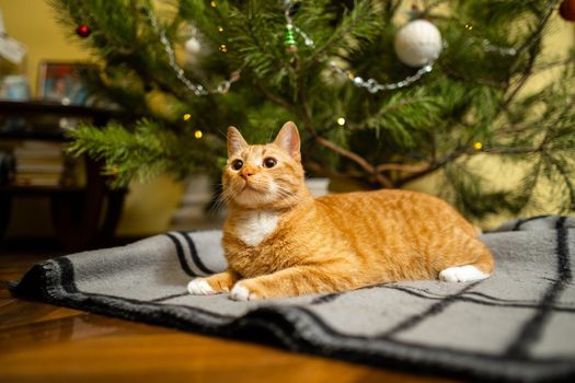 A beautiful red-white cat sits on a bedspread under the Christmas tree in the evening on New Year's holidays. Pet theme cozy christmas eve home. Cat on a blanket under a pine tree at home.