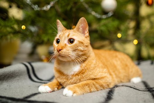 Cute ginger cat having fun under Christmas tree in evening on New Year's Eve. Holiday and pet concept. Shorthair red cat lies on blanket under Christmas tree. Pet on winter holidays at home on plaid.