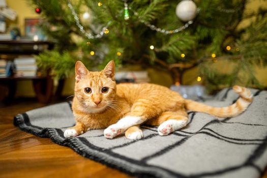 Cute ginger cat having fun under Christmas tree in evening on New Year's Eve. Holiday and pet concept. Shorthair red cat lies on blanket under Christmas tree. Pet on winter holidays at home on plaid.