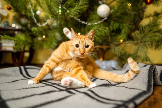 Cute ginger cat having fun under Christmas tree in evening on New Year's Eve. Holiday and pet concept. Shorthair red cat lies on blanket under Christmas tree. Pet on winter holidays at home on plaid.