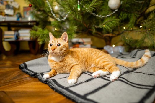 A beautiful red-white cat sits on a bedspread under the Christmas tree in the evening on New Year's holidays. Pet theme cozy christmas eve home. Cat on a blanket under a pine tree at home.