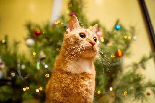 Cute ginger cat having fun under Christmas tree in evening on New Year's Eve. Holiday and pet concept. Shorthair red cat lies on blanket under Christmas tree. Pet on winter holidays at home on plaid.