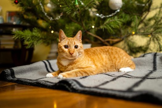 Cute ginger cat having fun under Christmas tree in evening on New Year's Eve. Holiday and pet concept. Shorthair red cat lies on blanket under Christmas tree. Pet on winter holidays at home on plaid.