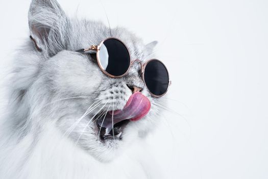 Portrait of funny grey cat in sunglasses licking his nose on white background with copy space. High quality photo
