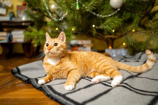 Happy Ginger cat sits on plaid under Christmas tree with festive decorations on New Year's Eve. A pet enjoys under pine tree at home on bedspread in the evening. Seasonal Christmas coziness with cat.