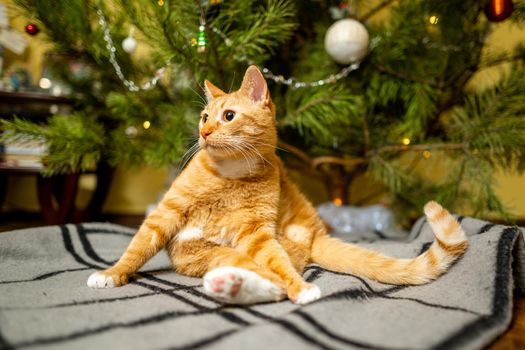 A beautiful red-white cat sits on a bedspread under the Christmas tree in the evening on New Year's holidays. Pet theme cozy christmas eve home. Cat on a blanket under a pine tree at home.