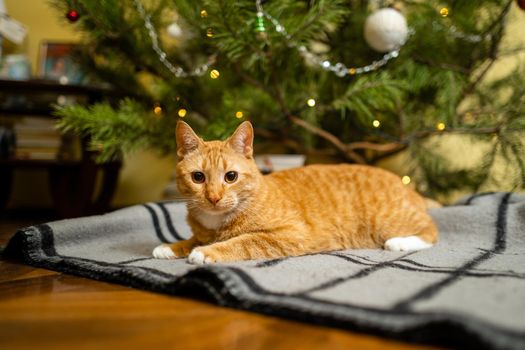 Ginger cat under Christmas tree. Christmas and New year concept. Funny pet under natural festive spruce and pine for New Year and Christmas eve. Cozy home with decorations for New Year celebration.