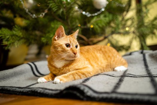 Happy Ginger cat sits on plaid under Christmas tree with festive decorations on New Year's Eve. A pet enjoys under pine tree at home on bedspread in the evening. Seasonal Christmas coziness with cat.