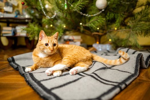 Happy Ginger cat sits on plaid under Christmas tree with festive decorations on New Year's Eve. A pet enjoys under pine tree at home on bedspread in the evening. Seasonal Christmas coziness with cat.