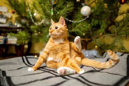 Cute ginger cat having fun under Christmas tree in evening on New Year's Eve. Holiday and pet concept. Shorthair red cat lies on blanket under Christmas tree. Pet on winter holidays at home on plaid.