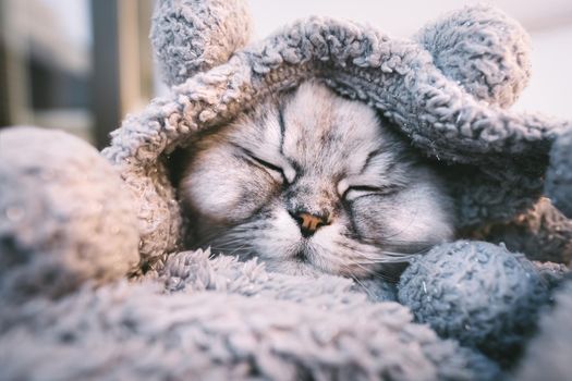 Cute beautiful grey cat sleeping or napping in cozy soft blanket. Cat warming under a plaid in cold weather. High quality photo