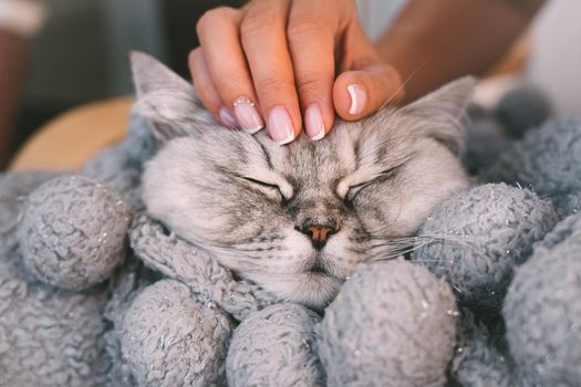 Love to animals. Happy lovely grey cat taking a nap in warm blanket . World pet day. Pets and lifestyle. High quality photo