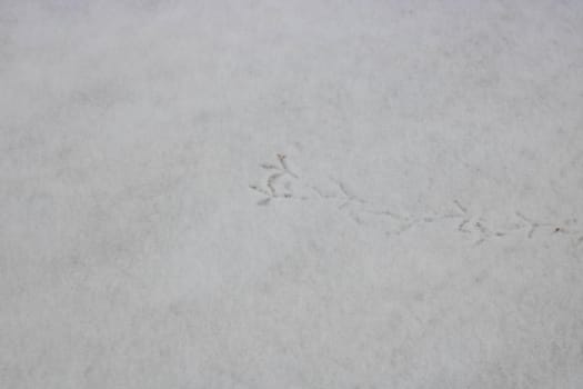 Footprints of birds on the white snow.Winter background.