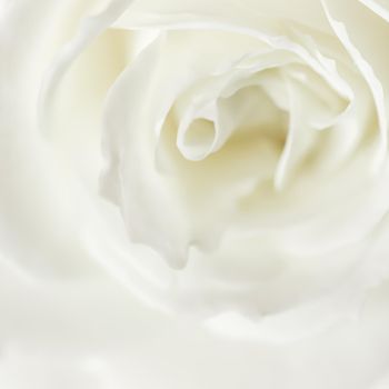 Abstract floral background, white rose flower petals. Macro flowers backdrop for holiday design. Soft focus.