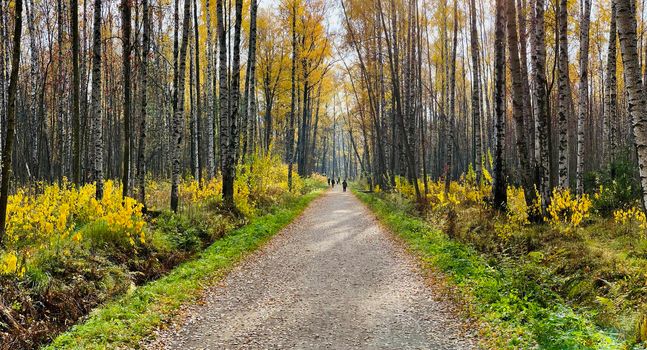 a footpath in public park in autumn at sunny day, trees with golden leaves, green grass, panorama of a park, blue sky, Buds of trees, Trunks of birches, sunny day, path in the forest, sunbeams . High quality photo