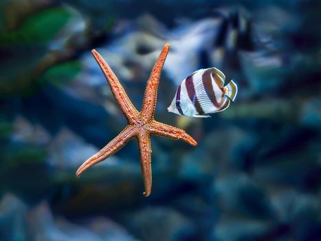 Underwater tropical fish with starfish close up.