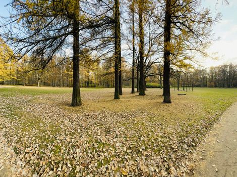 a footpath in public park in autumn at sunny day, trees with golden leaves, green grass, panorama of a park, blue sky, Buds of trees, Trunks of birches, sunny day, path in the forest, sunbeams . High quality photo