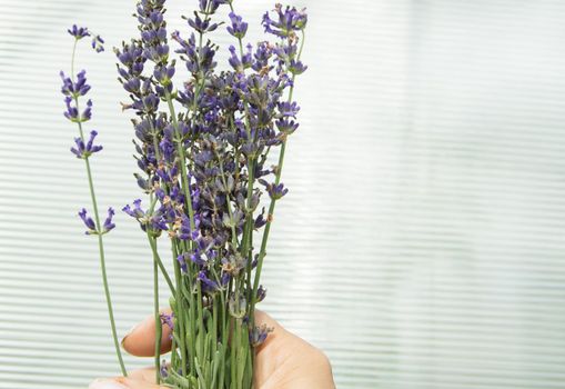 A woman's hand holds a romantic bouquet of purple lavender on a white background.