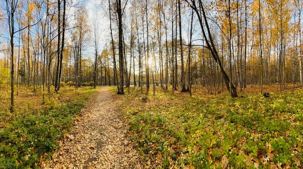 a footpath in public park in autumn at sunny day, trees with golden leaves, green grass, panorama of a park, blue sky, Buds of trees, Trunks of birches, sunny day, path in the forest, sunbeams . High quality photo