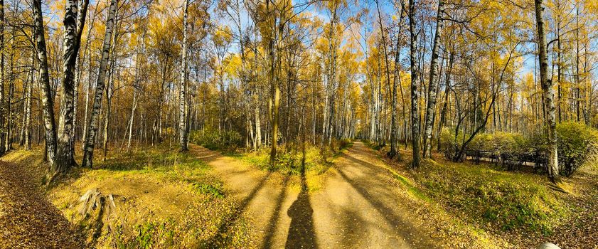 a footpath in public park in autumn at sunny day, trees with golden leaves, green grass, panorama of a park, blue sky, Buds of trees, Trunks of birches, sunny day, path in the forest, sunbeams . High quality photo