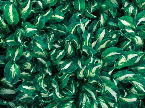 Hosta plant leaves. Natural green background. Large leaves of a garden plant. Genus of perennial herbaceous plants of the family Green.