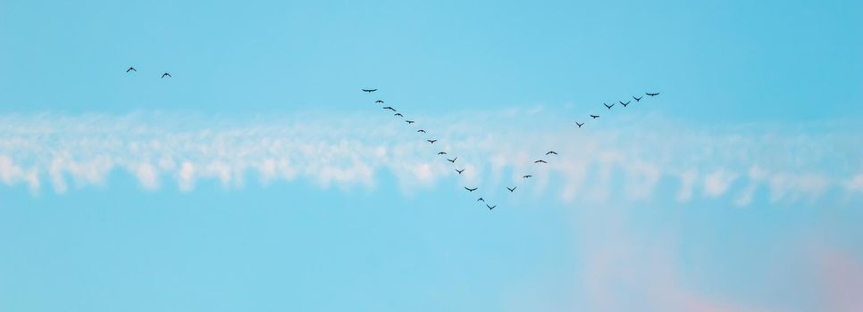 Flock of wild birds flying in a wedge against blue sky with white and pink clouds in sunset The concept of avian migratory