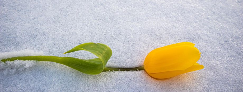 Yellow tulip with green leaves on a white natural snow background. Spring holiday concept