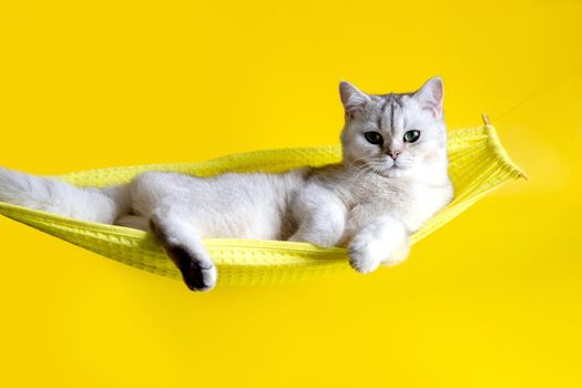 adorable white cat lie on yellow hammock isolated on yellow background. Close up. Copy space.