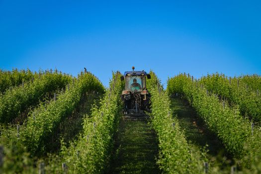 Vineyard landscape, Mowing mustard flower in Vineyard south west of France, Bordeaux Vineyard. High quality photo