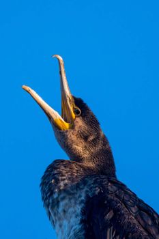 fish predatory bird called open-beaked cormorant