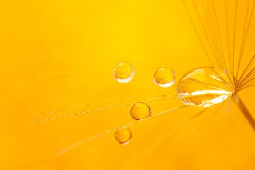 Beautiful dew drops on a dandelion seed. Beautiful soft background. Water drops on a parachutes dandelion. Soft dreamy tender artistic image