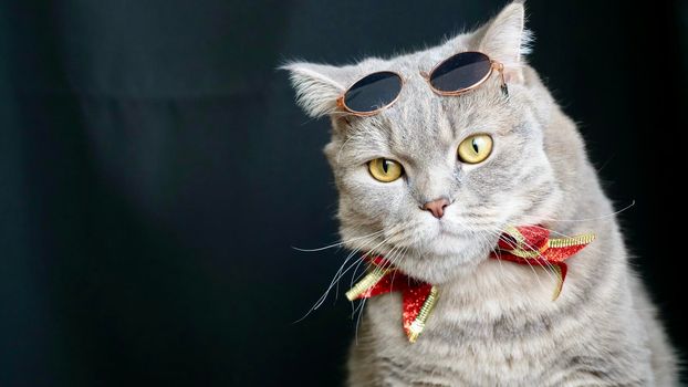 British pet, Scottish straight cat for New Year 2022, Christmas, with glasses, black isolated background, close-up. A cool gray animal celebrates the holidays