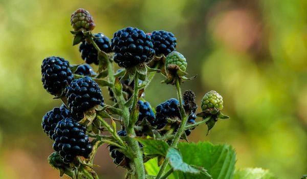 Close up photo of ripe blackberry growing on branch.