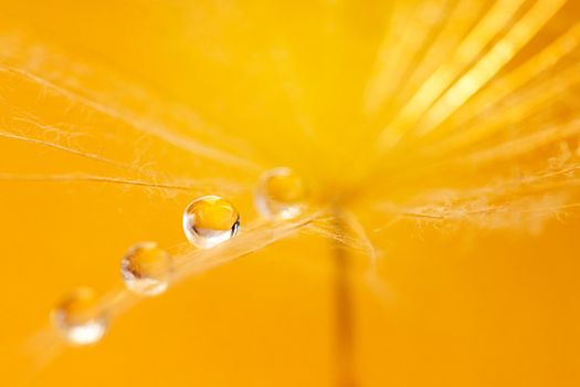 Beautiful dew drops on a dandelion seed. Beautiful soft background. Water drops on a parachutes dandelion. Soft dreamy tender artistic image