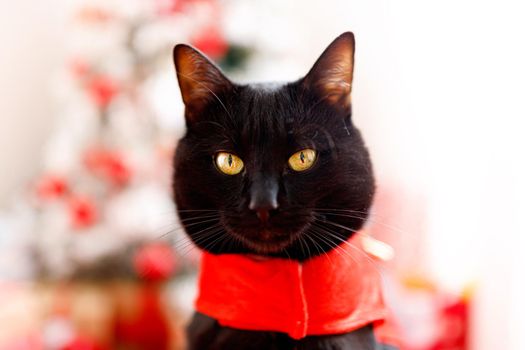 Cute christmas cat with christmas tree and presents. Adorable greeting card. Happy New Year.