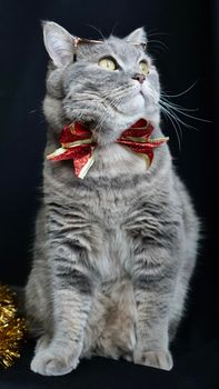 British pet, Scottish straight cat for New Year 2022, Christmas, with glasses and red bow, black background, close-up. A cool gray animal celebrates the holidays