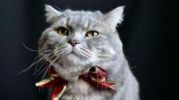Pet british, Scottish straight cat for New Year 2022 with christmas red bow on black background, close-up. A cool gray animal celebrates the holidays