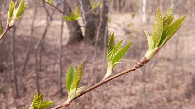 A willow leaf is blooming. There are young green leaves on a thin branch. Nature comes to life in spring. Willow tree.