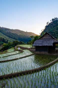 rice fields in Northern Thailand, rice farms in Thailand, rice paddies in the mountains of Northern Thailand Chiang Mai Doi Inthanon. Man and woman in rice field