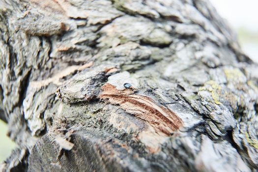 Embossed texture of the brown bark of a tree with green moss and lichen on it. High quality photo