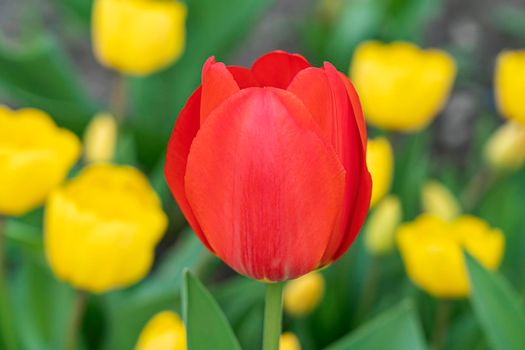 red tulip on a background of yellow tulips. High quality photo